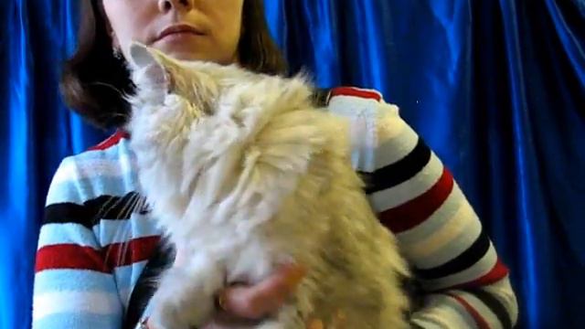 Персидская шиншилла на выставке кошек PCA - persian cat смотреть онлайн
