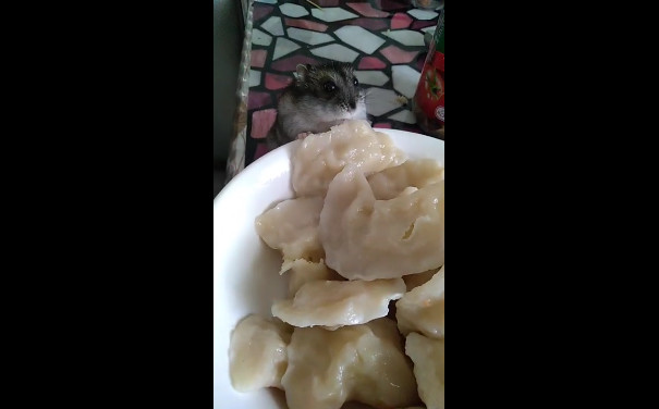 Хомяк пробует пельмени смотреть онлайн