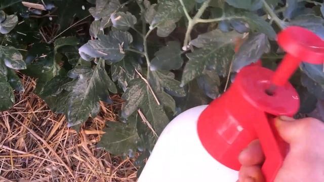 Фитофторе на томатах НЕТ. Пора действовать смотреть онлайн