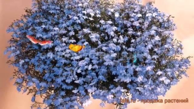 Лобелия ампельная Блю Скай ? ампельная лобелия Блю Скай обзор: как сажать, семена лобелии Блю Скай смотреть онлайн