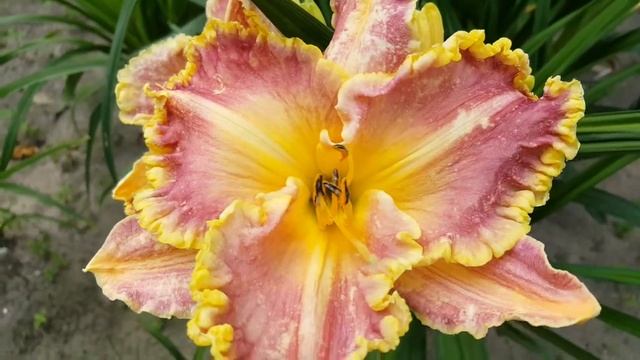 Лилейник Клозд ин Глори . Hemerocallis Clothed in Glory . смотреть онлайн