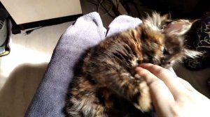 Котёнок мейн кун с редким  черепаховым окрасом ?