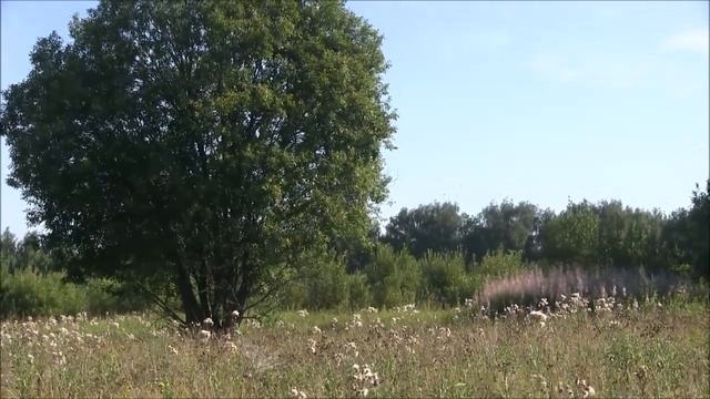 Охота самца косули с манком 2018 смотреть онлайн