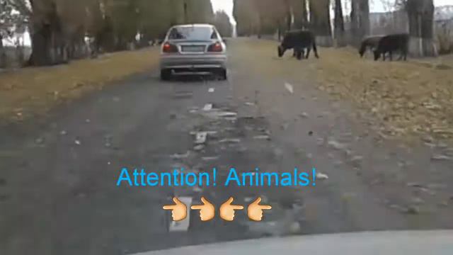 AMAZING JOURNEY IN YSSYK-KUL/KORUMDU смотреть онлайн
