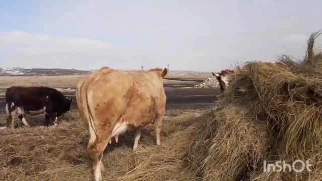 Когда же отелится Казачка? смотреть онлайн