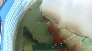 Разведение осетров дома и на даче.