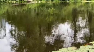 Ловля в проводку.