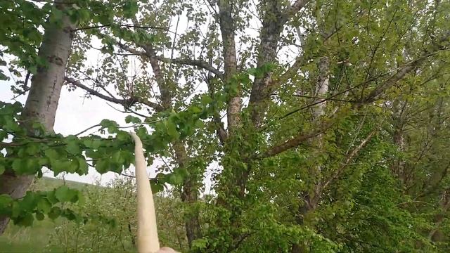 Ловля майских жуков(хрущ) смотреть онлайн