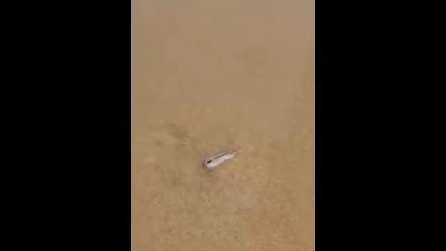 Ракушка прячется в песок смотреть онлайн