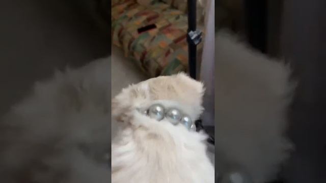 Чихуахуа девочка длинношёрстная бело-кремовая смотреть онлайн