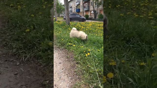 Дакота смотреть онлайн