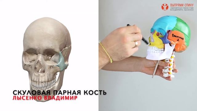 Из каких костей состоит череп человека. Анатомия черепа головы человека в 3Д смотреть онлайн
