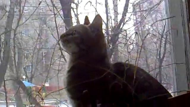 Кошка в окне-2.mp4 смотреть онлайн