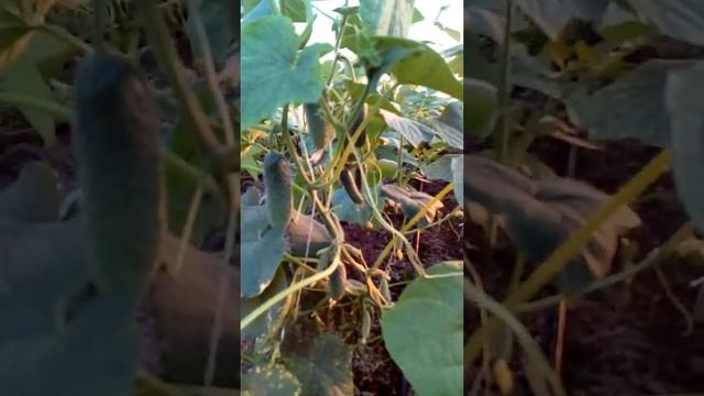 Сбор огурца Амур F1 смотреть онлайн