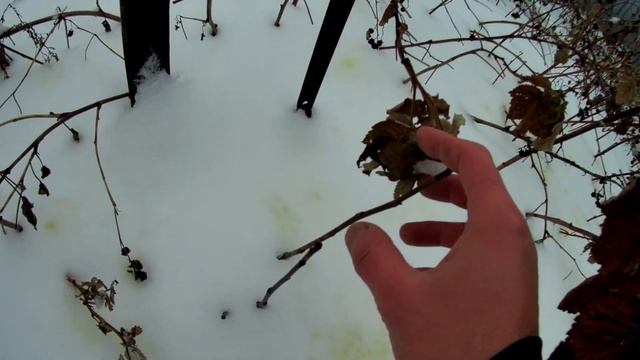 В каких условиях зимуют орехи в Челябинске. Грецкие орехи и сердцевидный орех в декабре