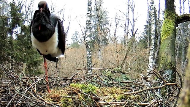 Черный аист - 2014 04 06 .14 50 смотреть онлайн