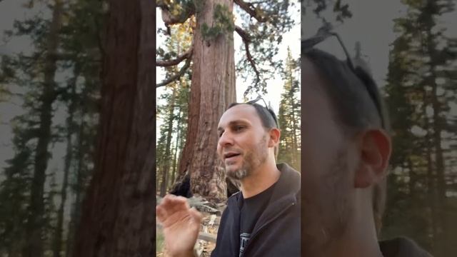 Секвойя Гризли. Парк Йосемити. Калифорния. Yosemite Park. Grizzly. смотреть онлайн