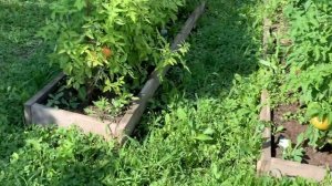 Обзор томатов,перцев часть1. на 30 июля 2023 г.