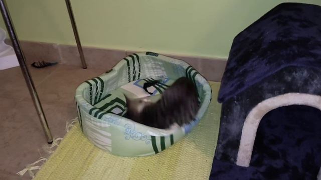 котëнок Маруся 😸😸😸 домики Маруси смотреть онлайн