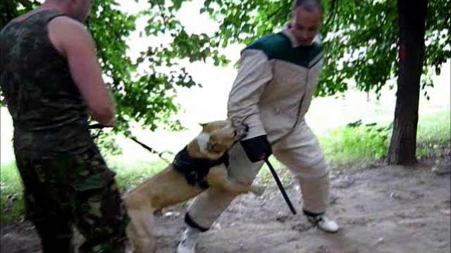 Американский стаффордширский терьер в работе