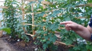 Идеальная теплица для винограда на Урале! С чего начать выращивать виноград.