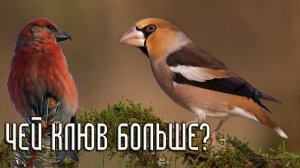 У кого из зерноядных клюв больше?