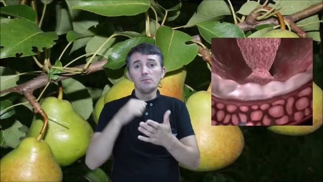 DEAF. Груша полезные свойства смотреть онлайн