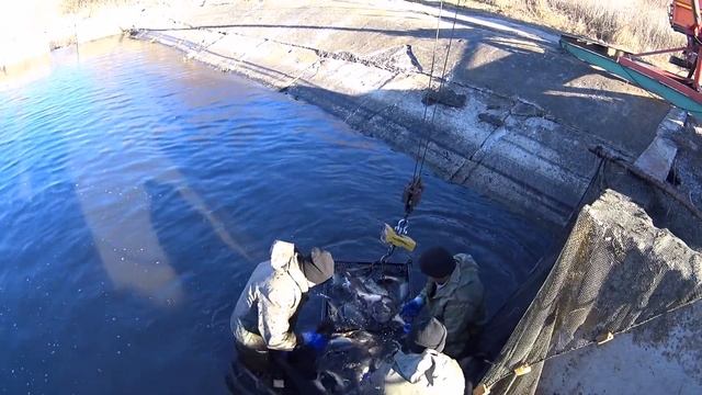 Процесс Зарыбления. Водоём Высокополье смотреть онлайн