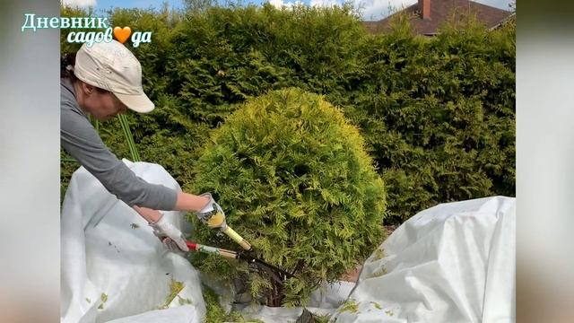 Как я обрезаю тую смотреть онлайн