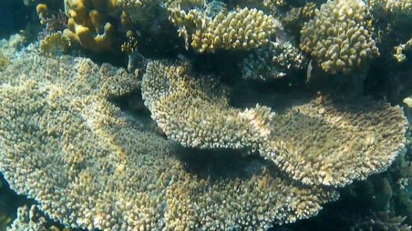 Риф и Китовая акула ( Rhincodon typus). Отель «Amphoras Blu», "Amphoras Aqua"