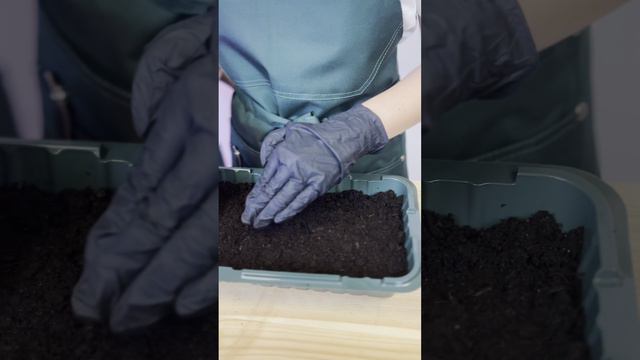 Перцы для контейнерного выращивания смотреть онлайн