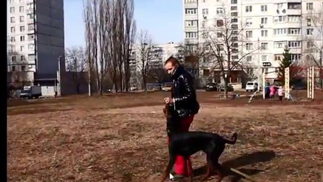 особенонсти дрессировки добермана смотреть онлайн