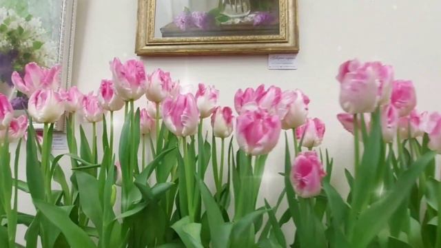 Тюльпаны,сирень и первоцветы Ботанический сад Февраль 2024 смотреть онлайн