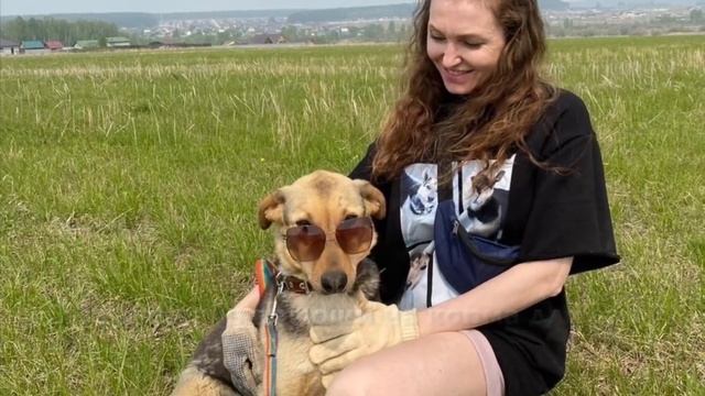 День стольника. Очень срочно нужно купить корм для собак. смотреть онлайн