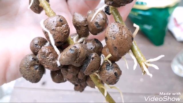 Сажаю #клеродендрум и #хойю ,бассейн,гроза...моя жизнь. смотреть онлайн