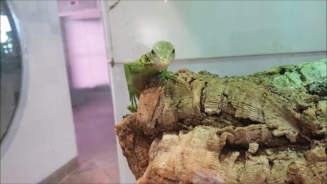 The Green Planet Dubai 2021 | Indoor Rainforest in Dubai | Citywalk Dubai | United Arab Emirates смотреть онлайн