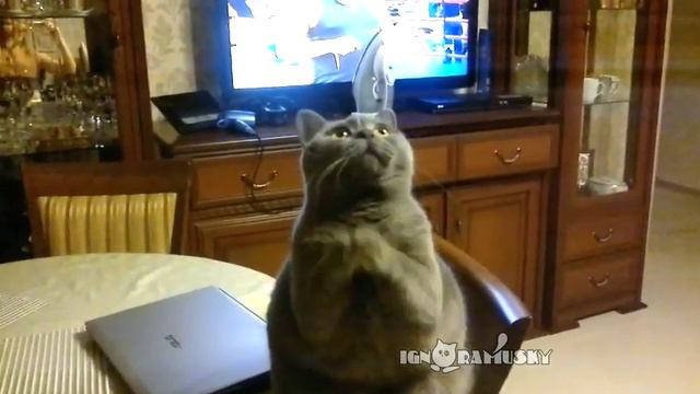 Don't forget to feed the cat! / Покорми кота! смотреть онлайн