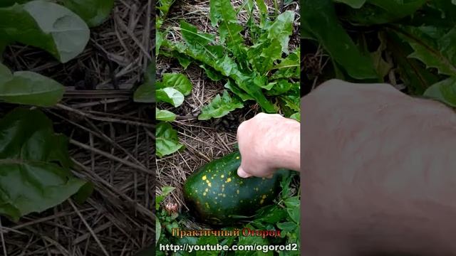 ?Арбузы после мороза! ? смотреть онлайн