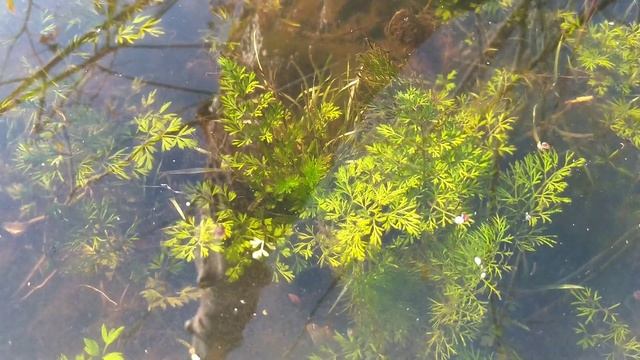 Поменял 3 места и поймал Щуку??? смотреть онлайн