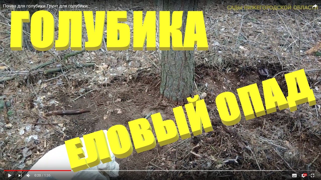 Почва для голубики.Грунт для голубики смотреть онлайн