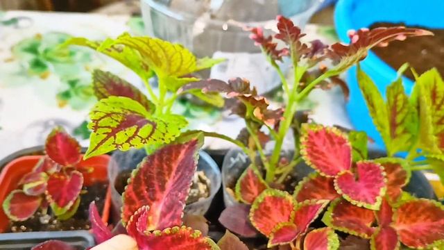 Что я делаю с Эпин и Циркон . Моя коллекция колеус . смотреть онлайн