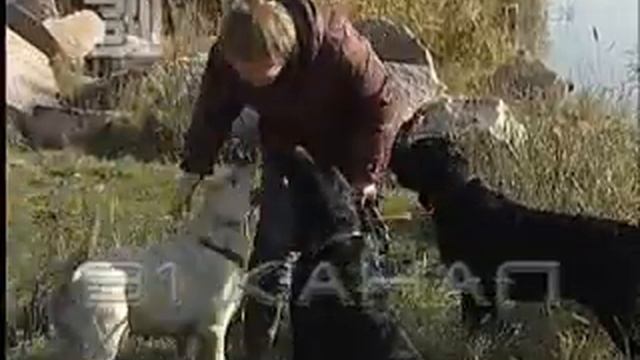 Лабрадоры на работе