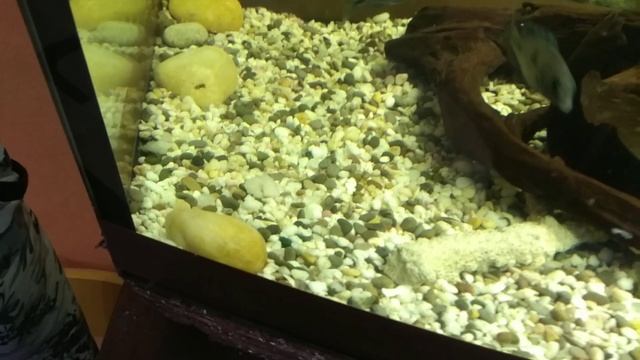 Заводим Астронотусов!!! 15. Кормим Астронотусов мясом хека. смотреть онлайн