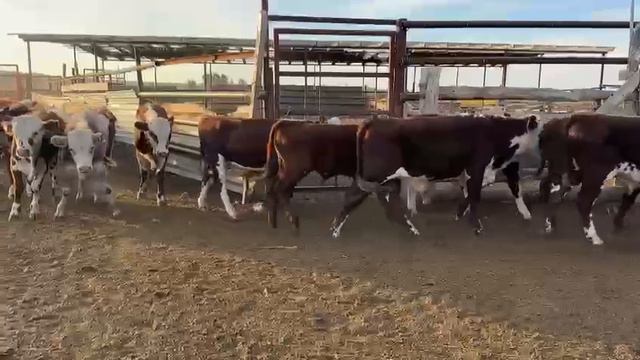 Когда сыновья в школе приходится самому.
Я не могу трактор водить а они умеют им легко. смотреть онлайн