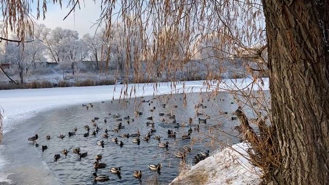 Кормим диких уток зимой в городском пруду. ЖИВАЯ ПРИРОДА ДЛЯ ДЕТЕЙ. РАССЛАБЛЯЮЩЕЕ ВИДЕО/ LIKE KIDS смотреть онлайн