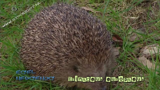 Egel - European hedgehog - Erinaceus europaeus смотреть онлайн