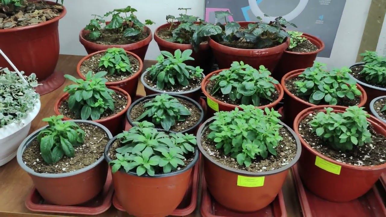 Где и как сохраняю маточные растения зимой. Зимовка петунии пеларгонии бегонии в прохладных условиях смотреть онлайн