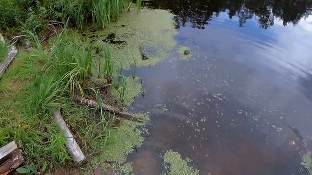 Рыбалка на окуня .Ловля окуня на спиннинг.Блесна вертушка работает. смотреть онлайн