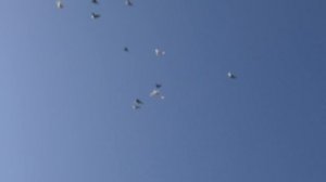 11.11.19. Моздокские и Ленинаканские Голуби. Mozdok and Leninakan Pigeons