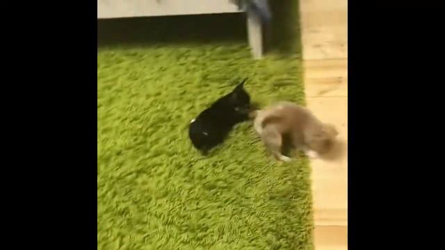 Щенки мини чихуахуа ❣️ смотреть онлайн